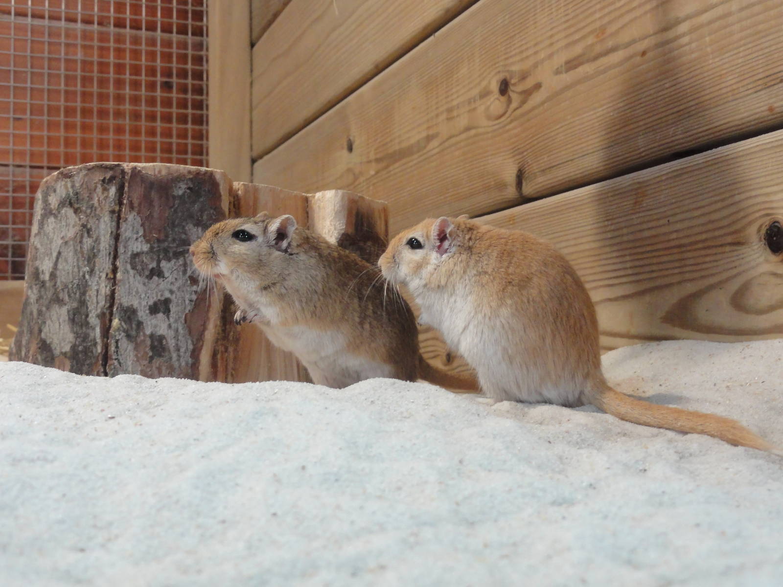 Barcelona Zoo; March 2016