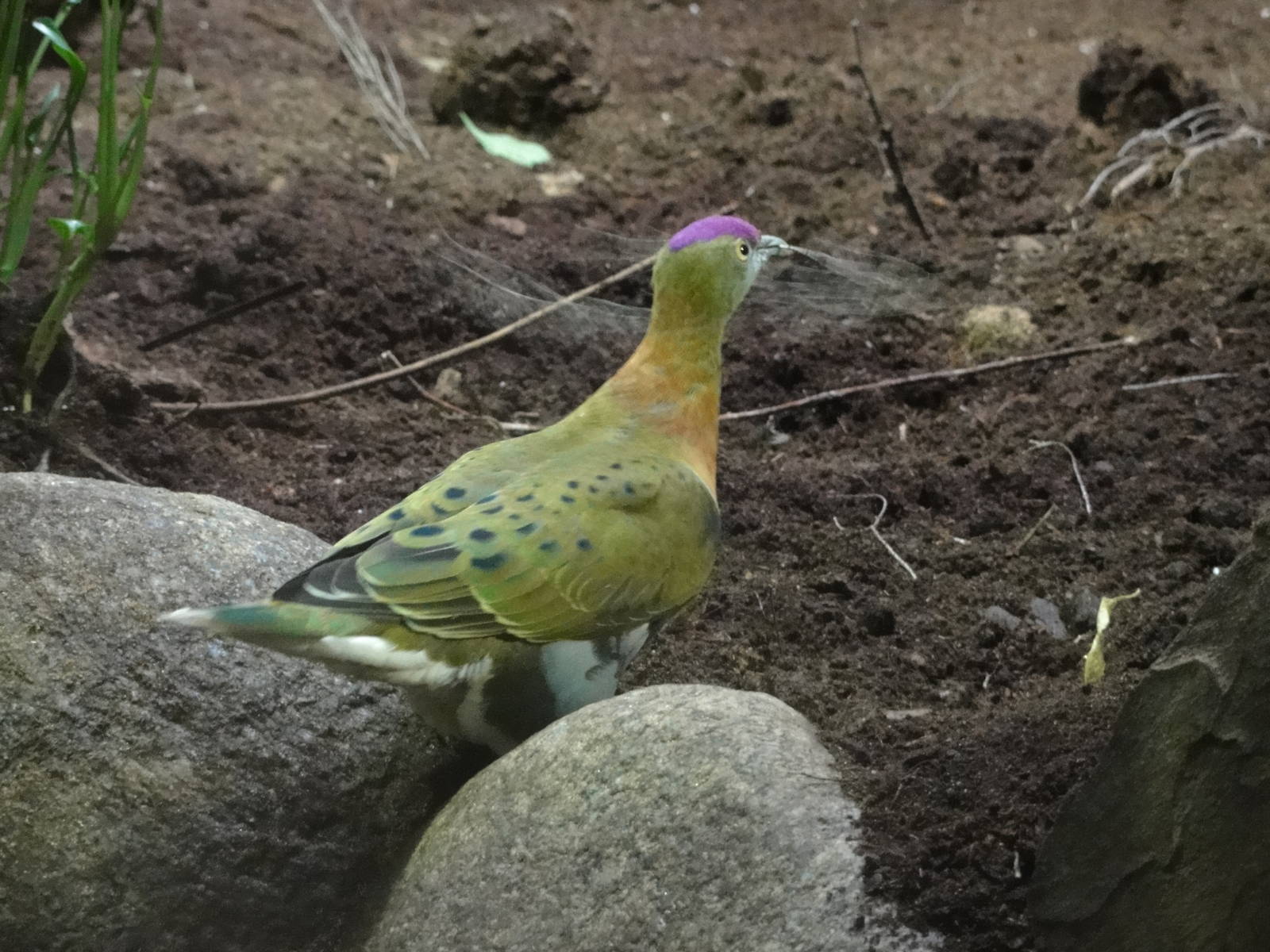 Barcelona Zoo; March 2016