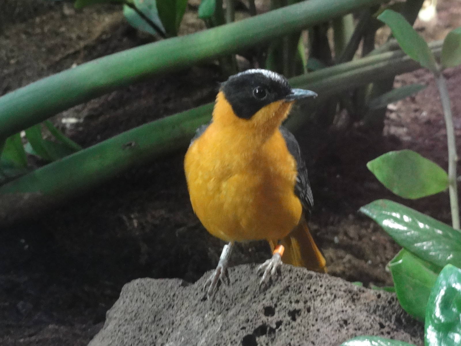 Barcelona Zoo; March 2016