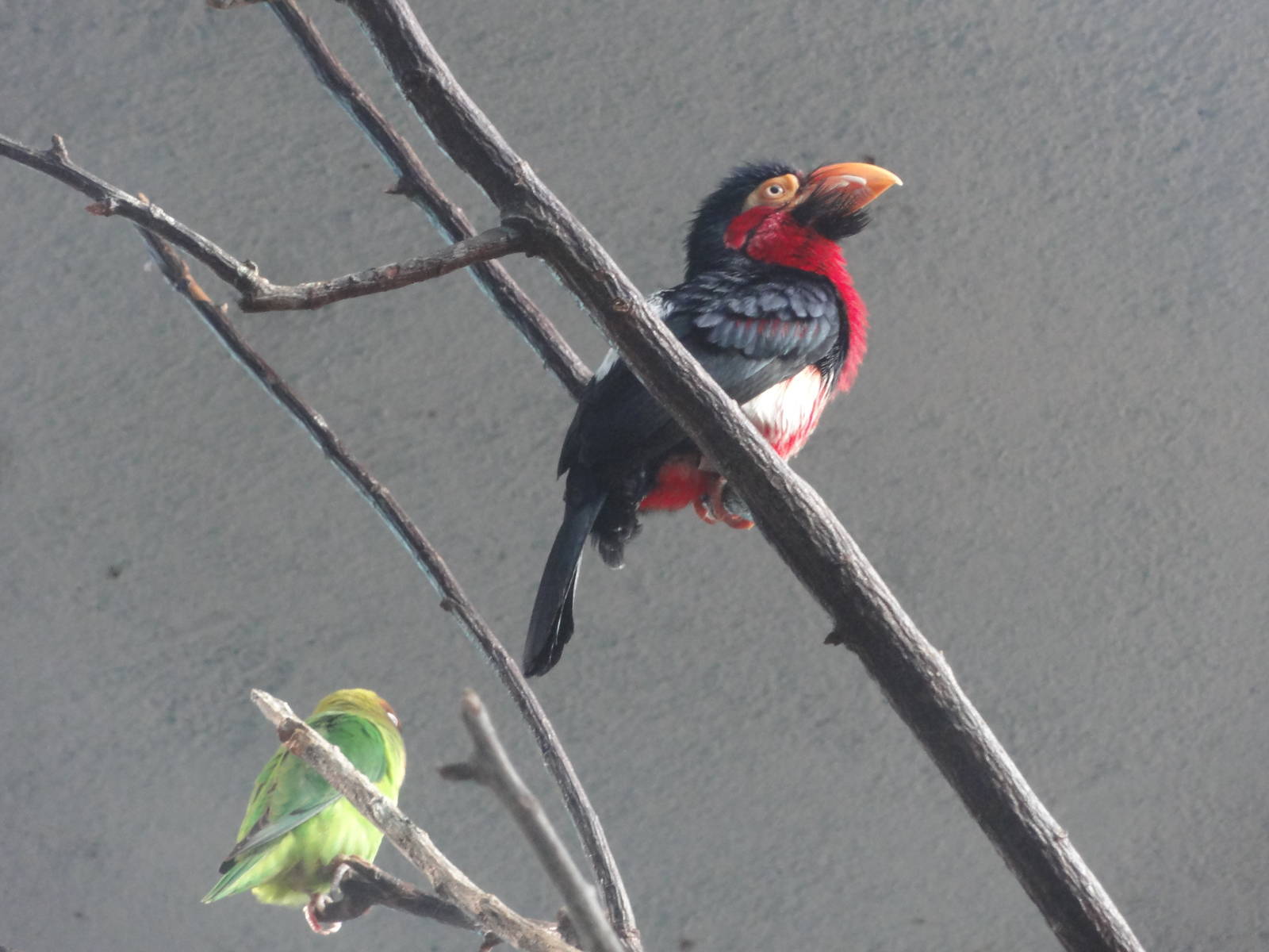 Barcelona Zoo; March 2016