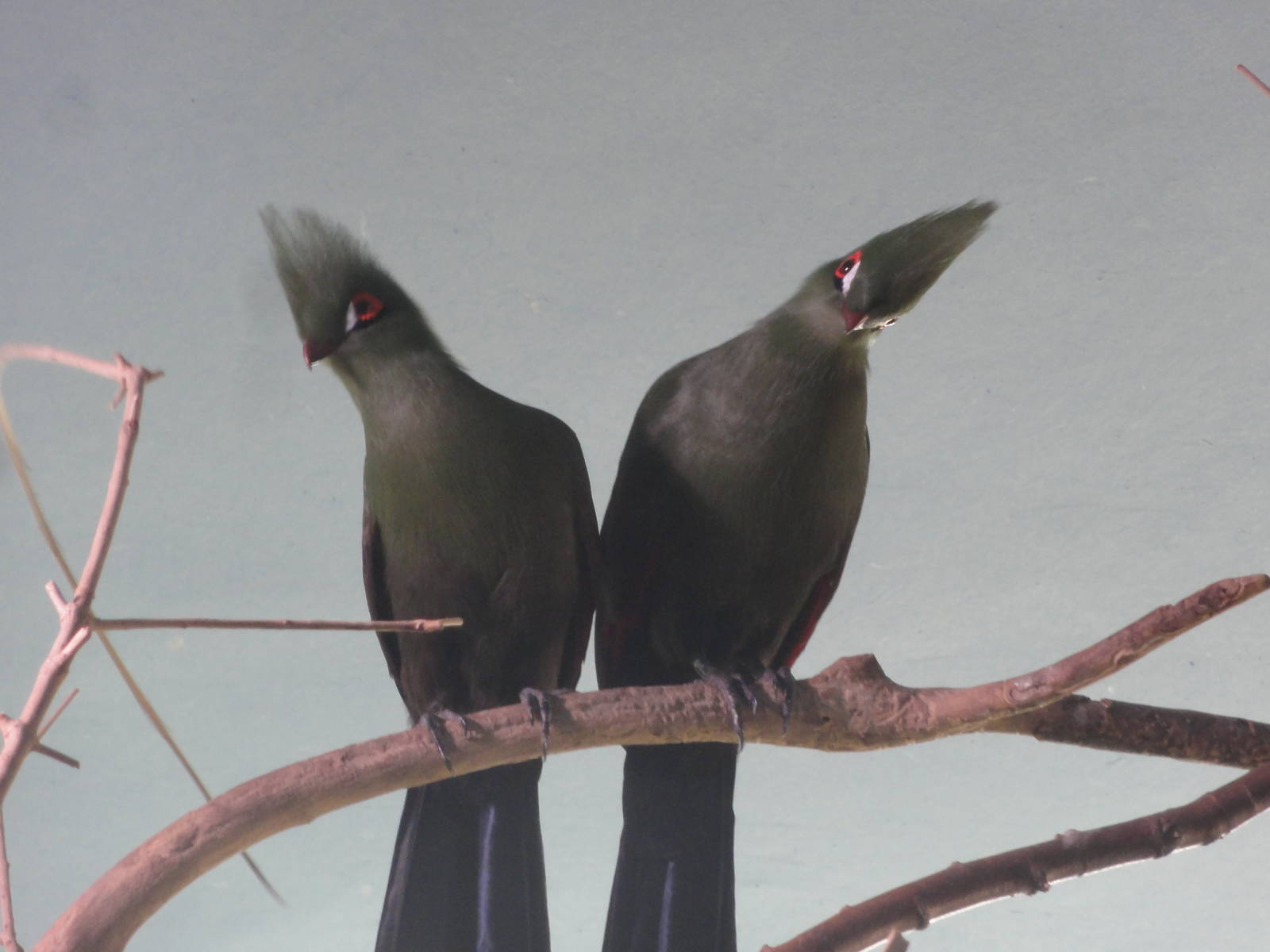 Barcelona Zoo; March 2016