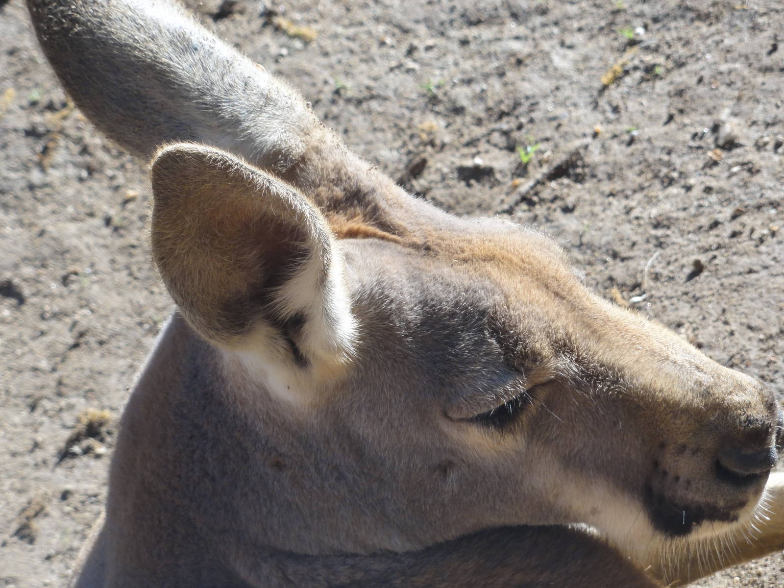 Barcelona Zoo; March 2016