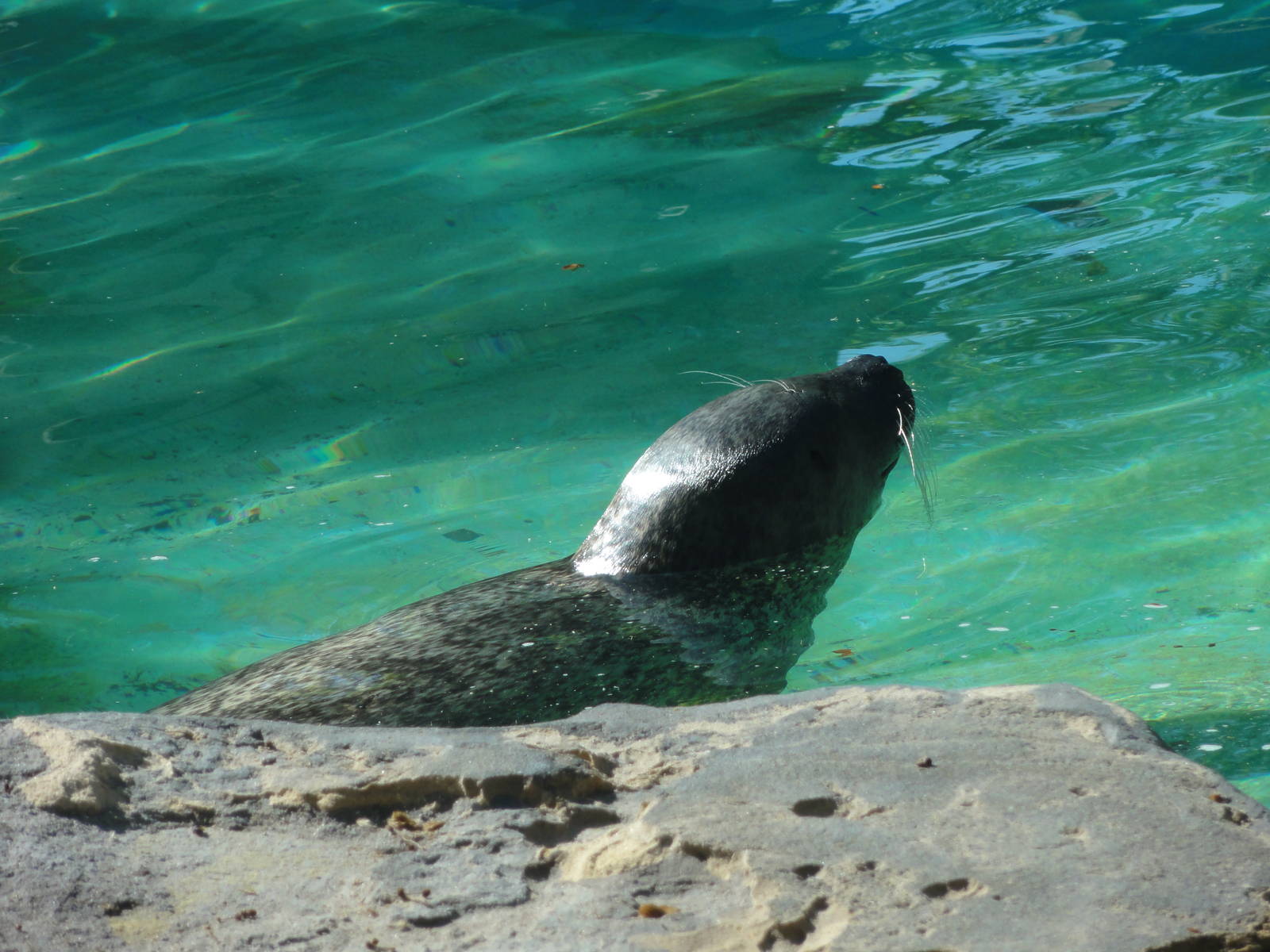 Barcelona Zoo; March 2016