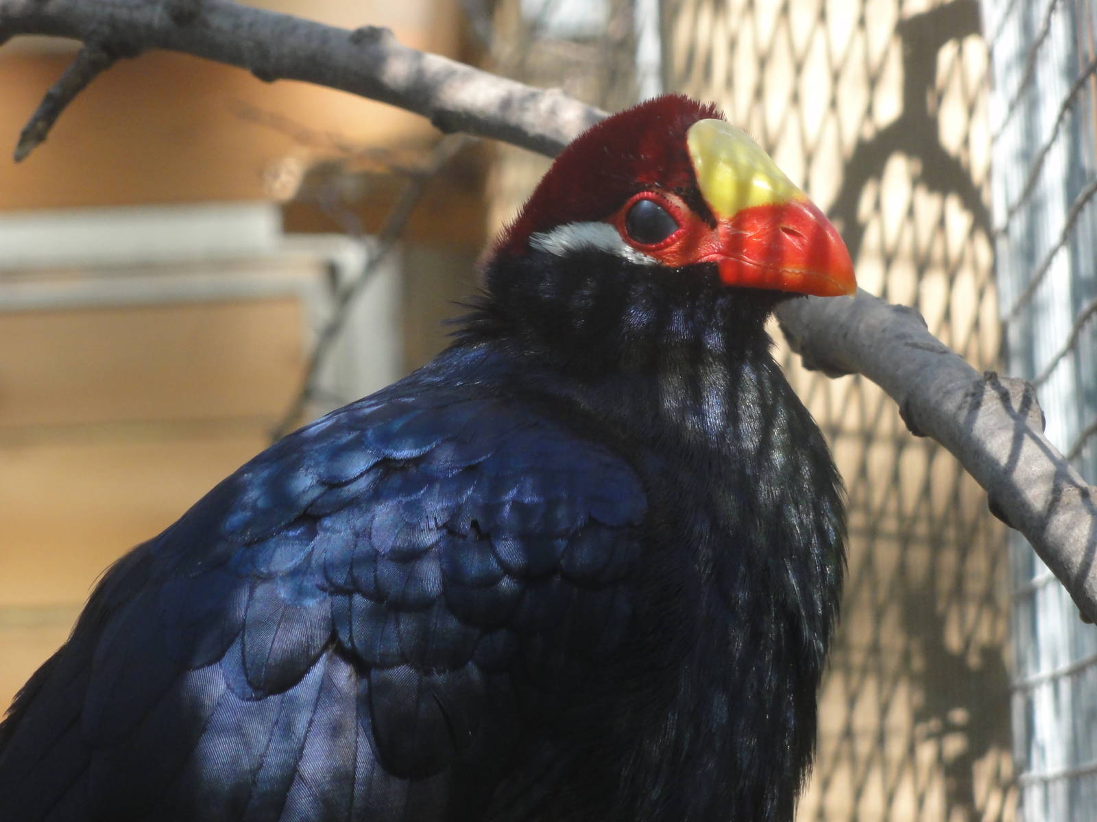 Barcelona Zoo; March 2016