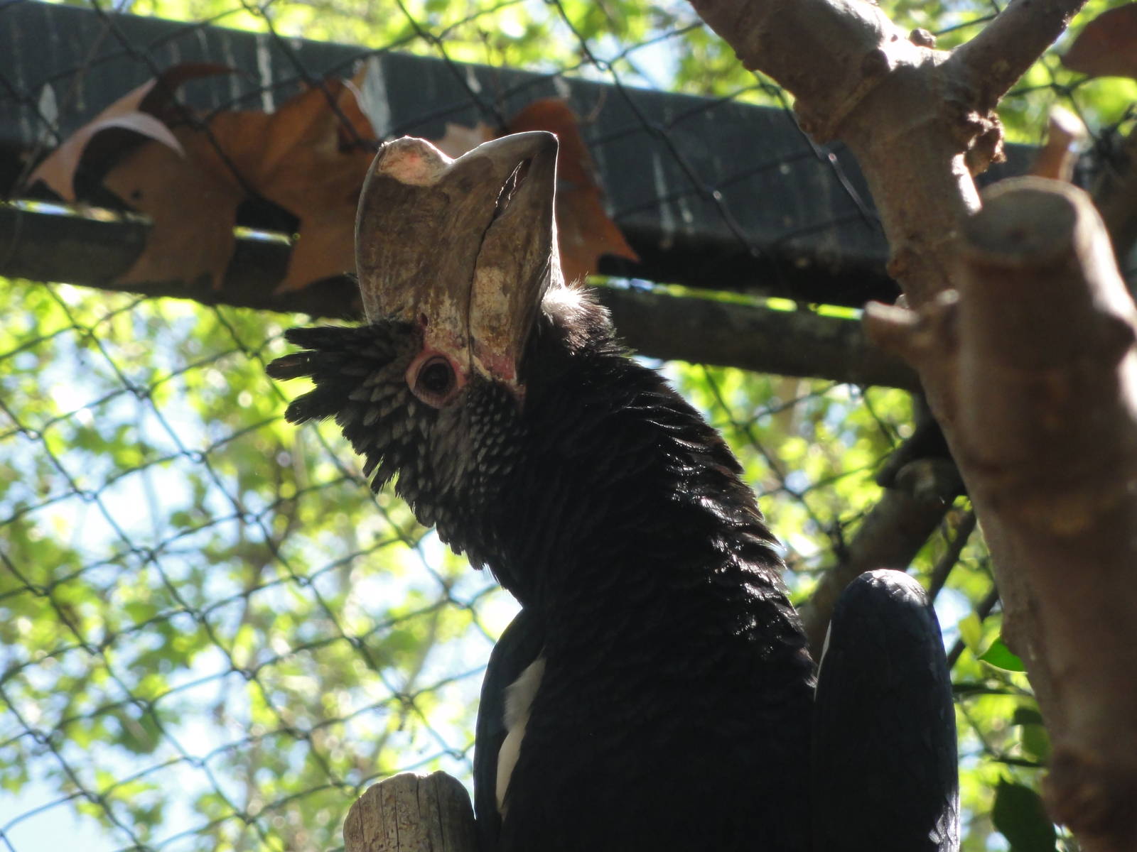 Barcelona Zoo; March 2016