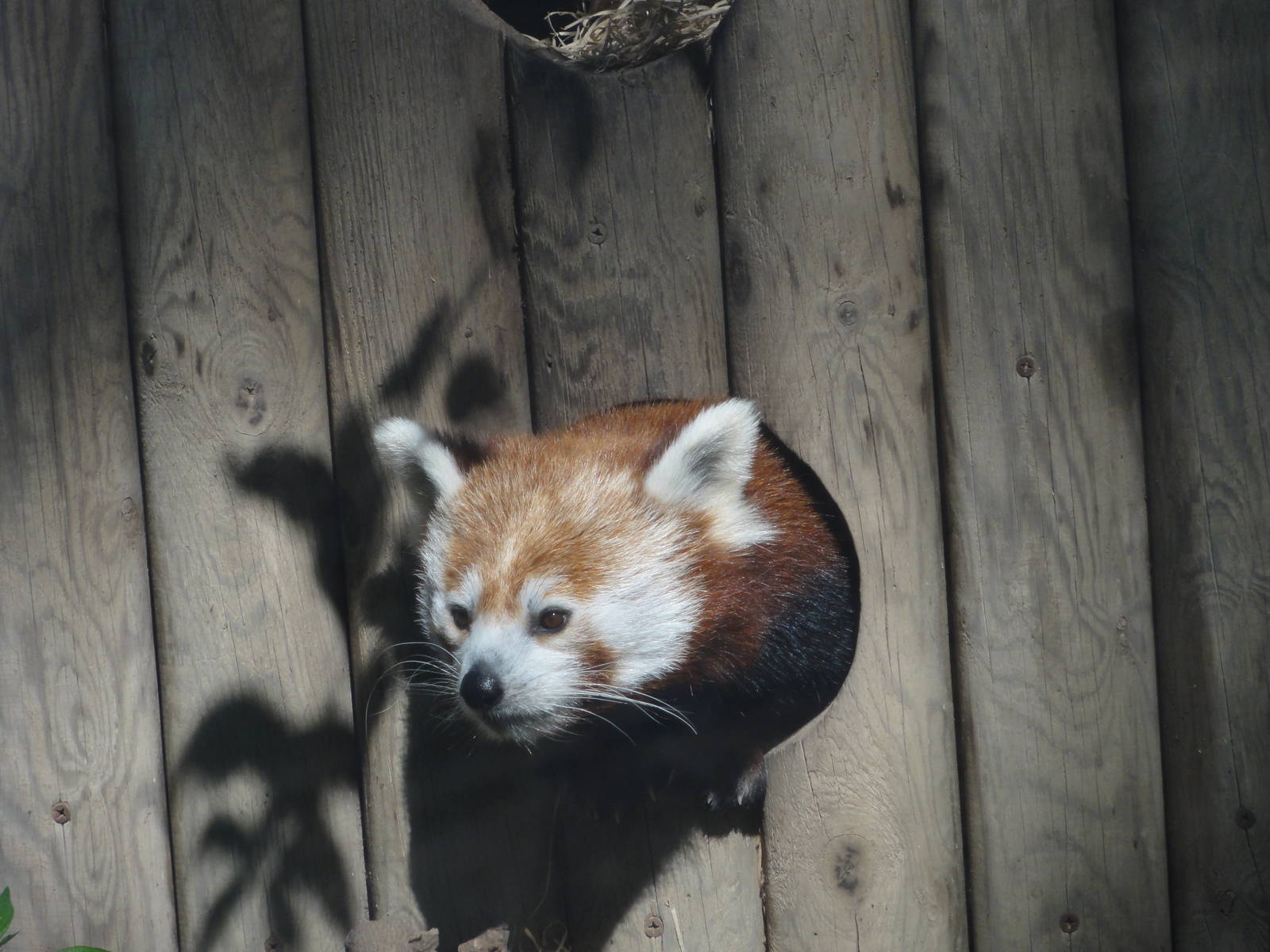 Barcelona Zoo; March 2016
