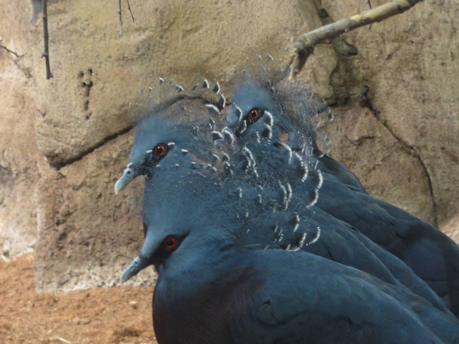 Barcelona Zoo; March 2016
