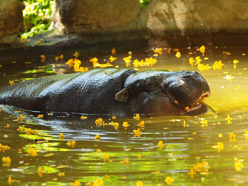 Barcelona Zoo - Pigmy hippo
