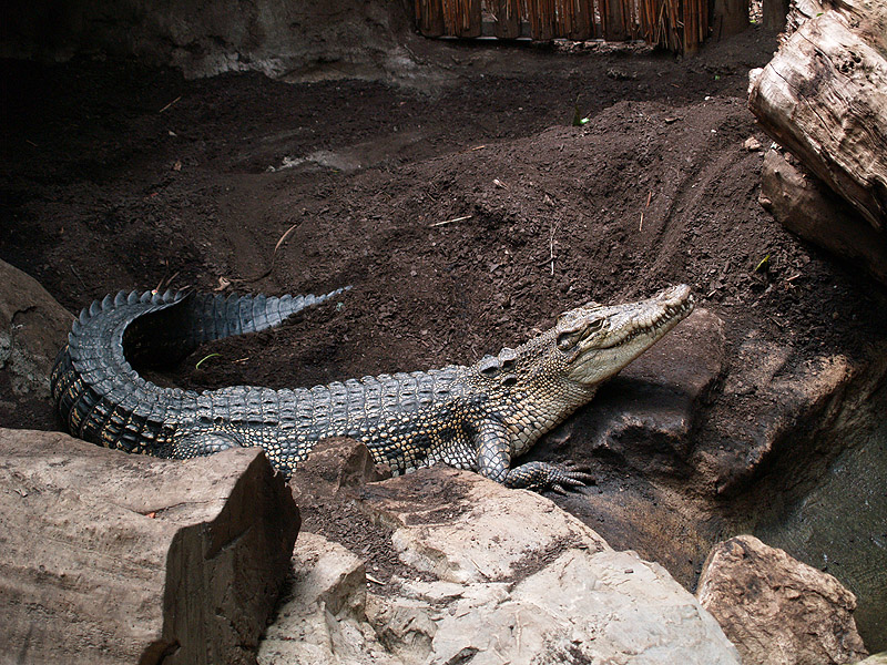 Barcelona Zoo - Saltwater crocodile
