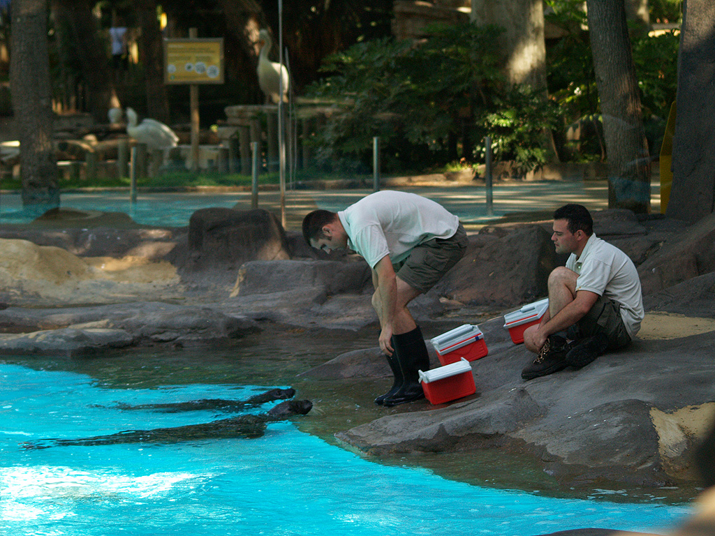 Barcelona Zoo - Seals "training"