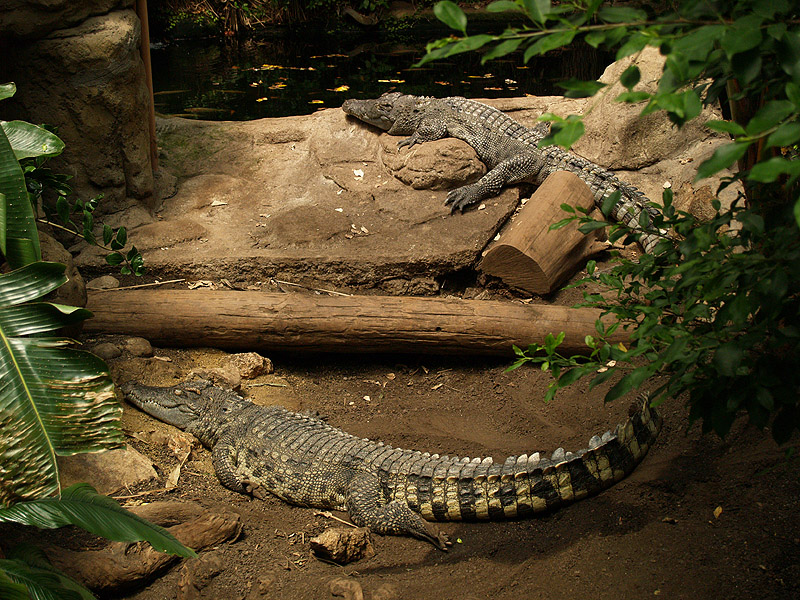 Barcelona Zoo - Siamese crocodiles