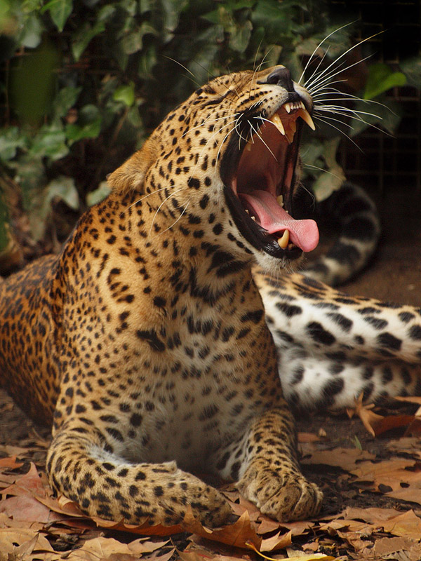 Barcelona Zoo - Sri-Lanka Leopard