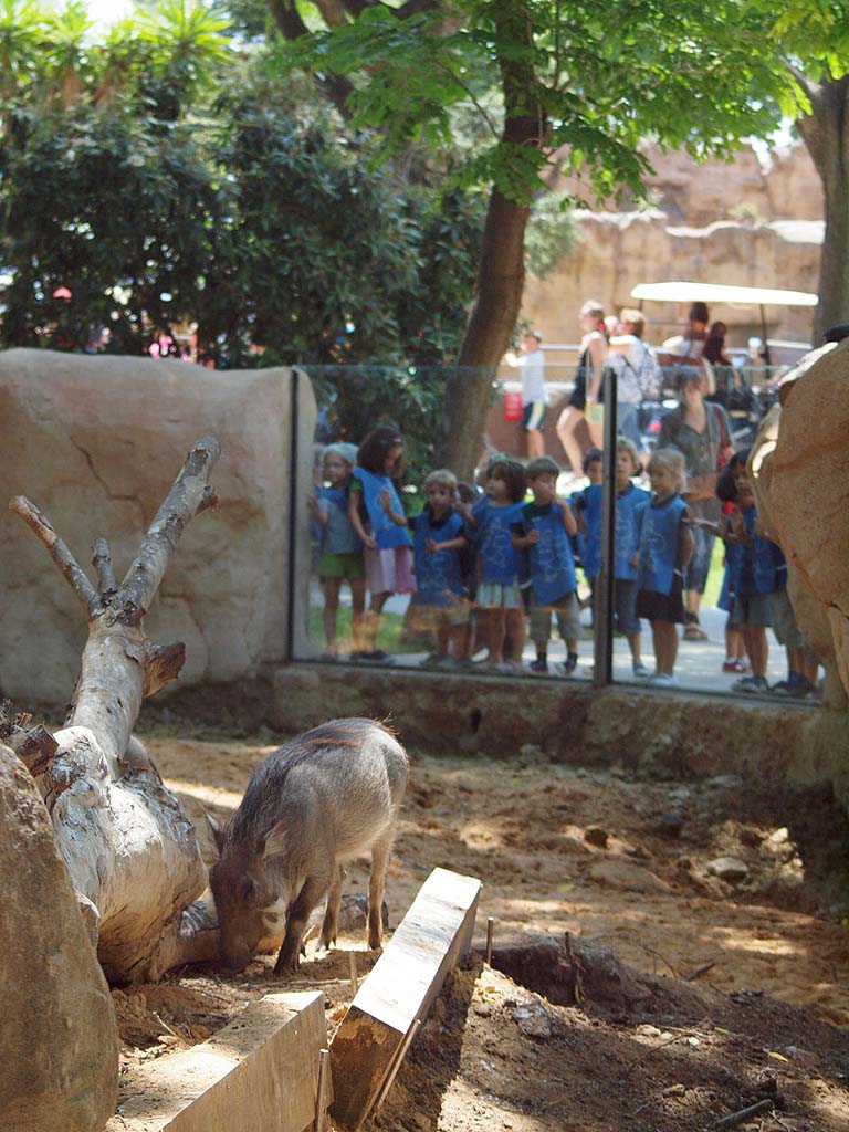 Barcelona Zoo - Warthog