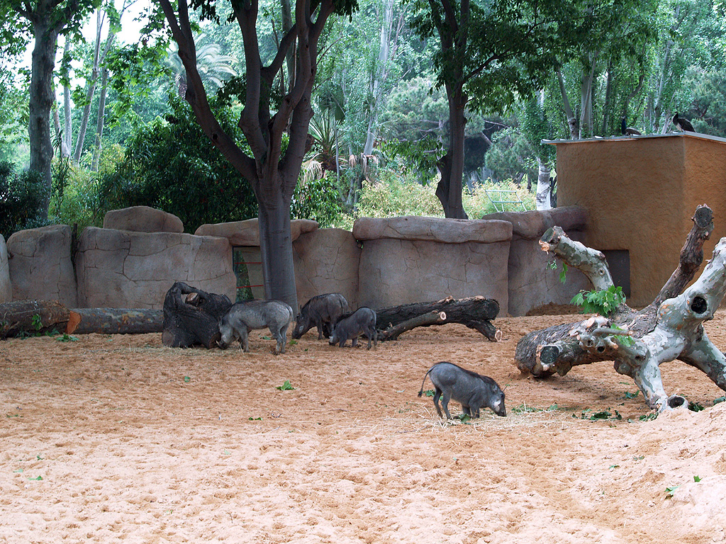 Barcelona Zoo -Warthogs