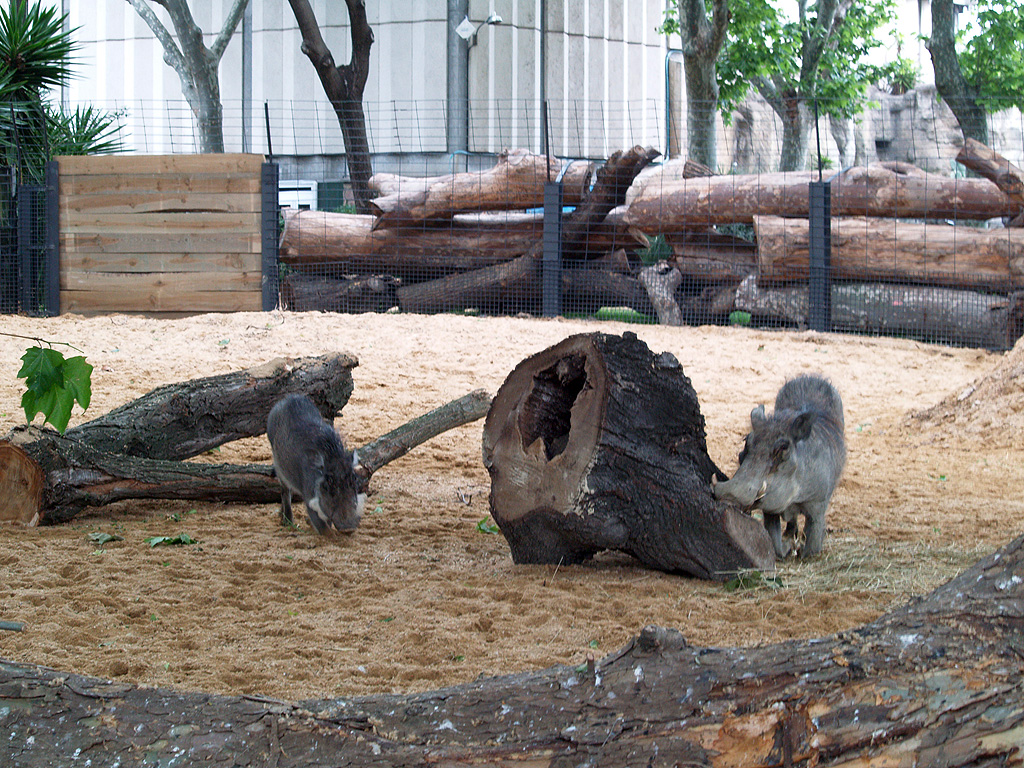 Barcelona Zoo -Warthogs