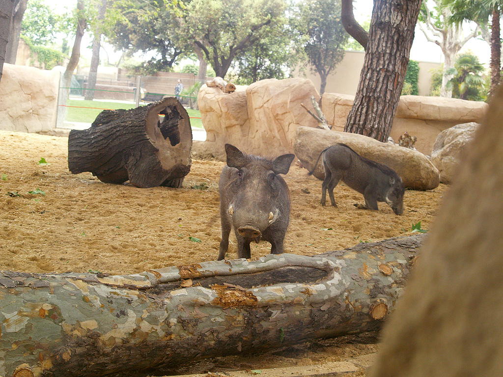 Barcelona Zoo - Warthogs