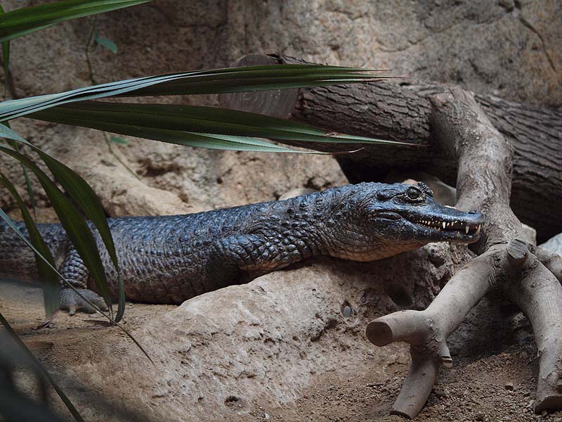 Barcelona Zoo - Yacare