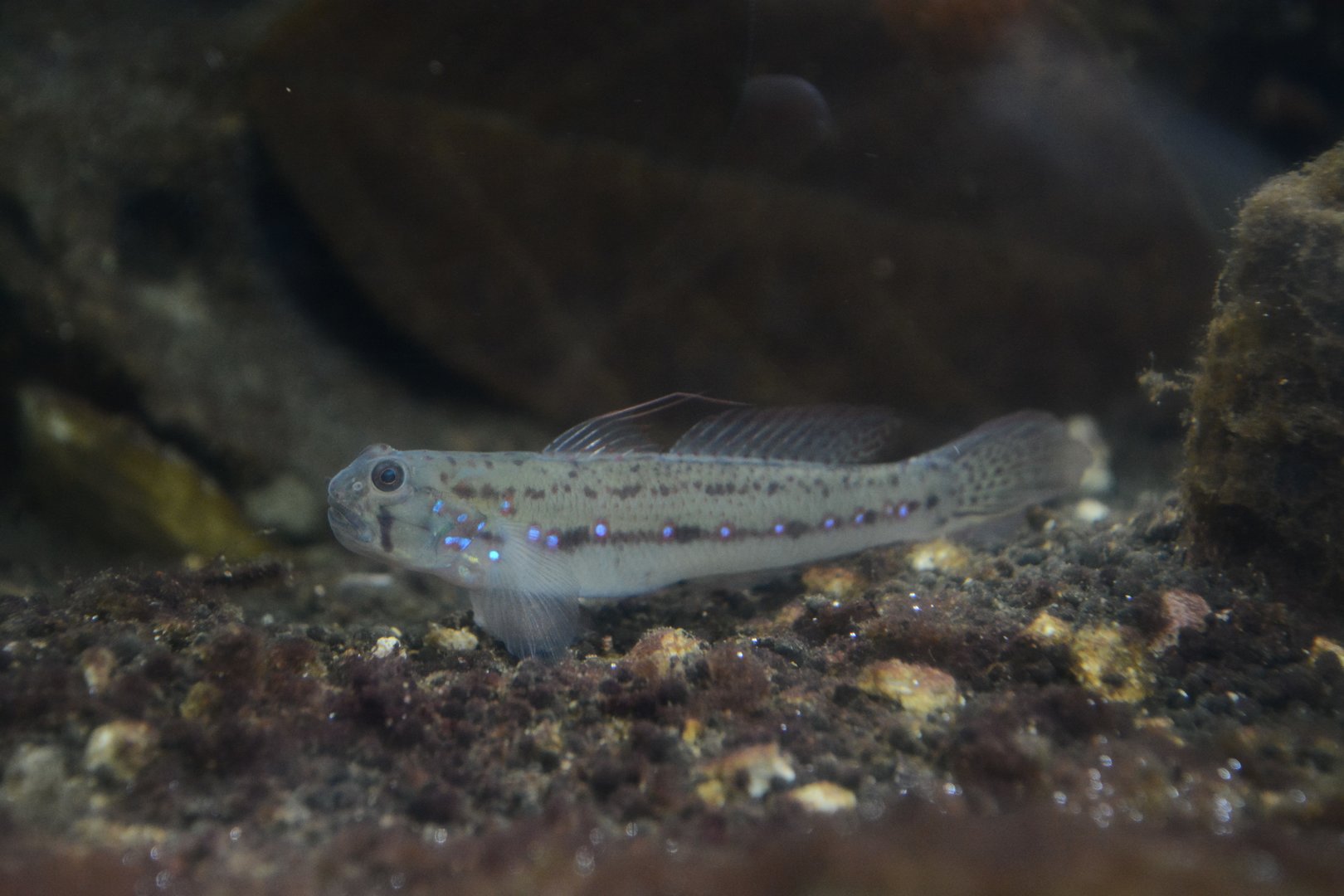 Barcheek amoya goby (Amoya moloanus)