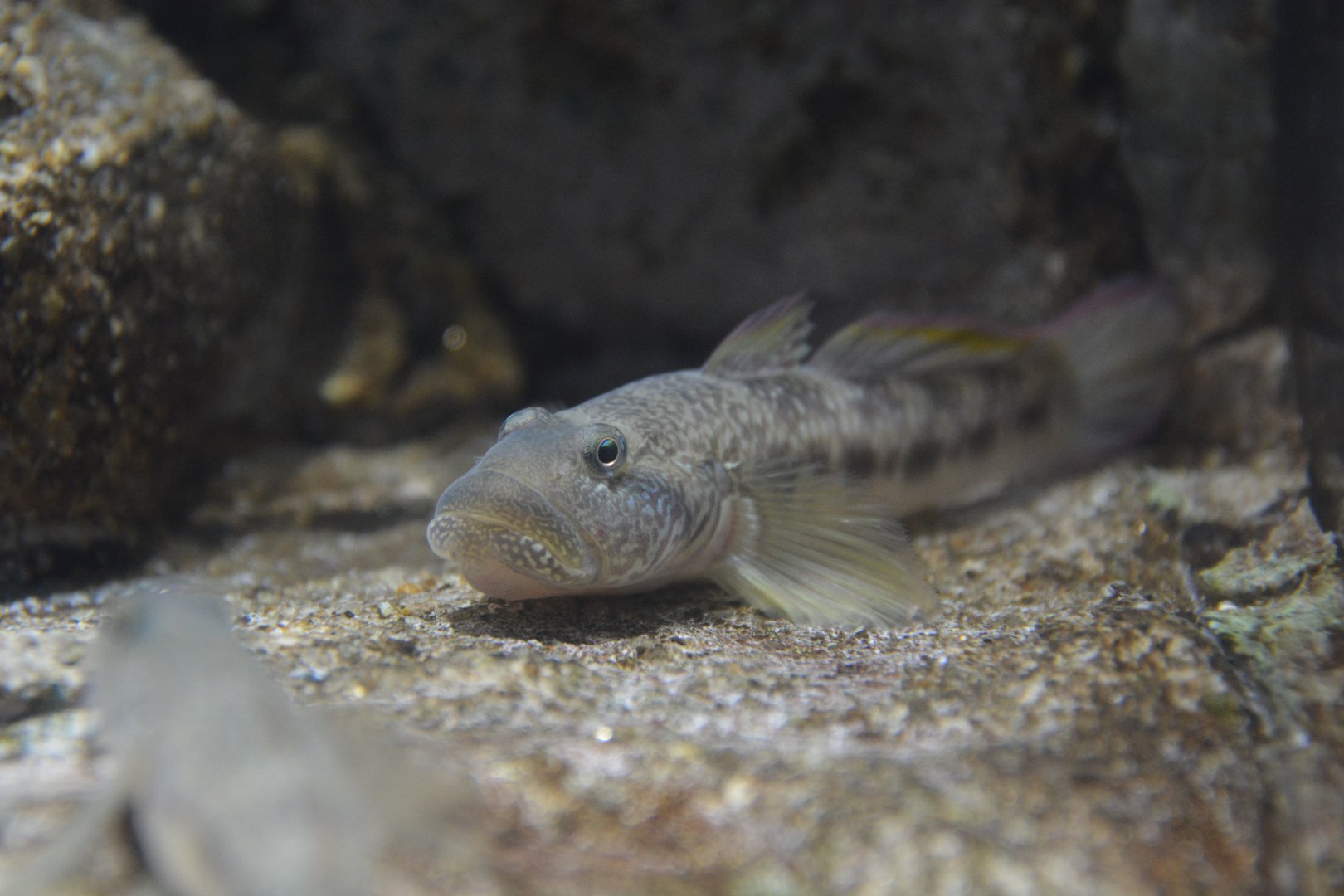 Barcheek goby (Rhinogobius giurinus)