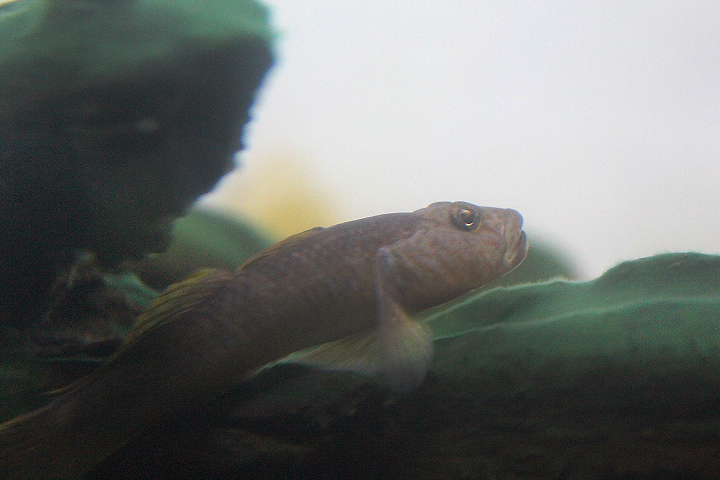 Barcheek goby (Rhinogobius giurinus)