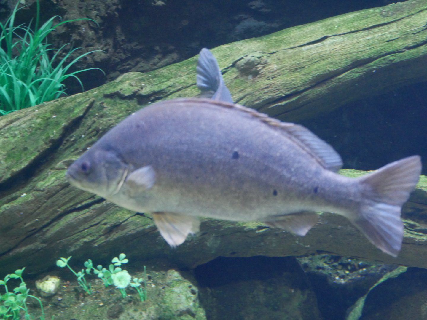 Barcoo Grunter - Scortum barcoo