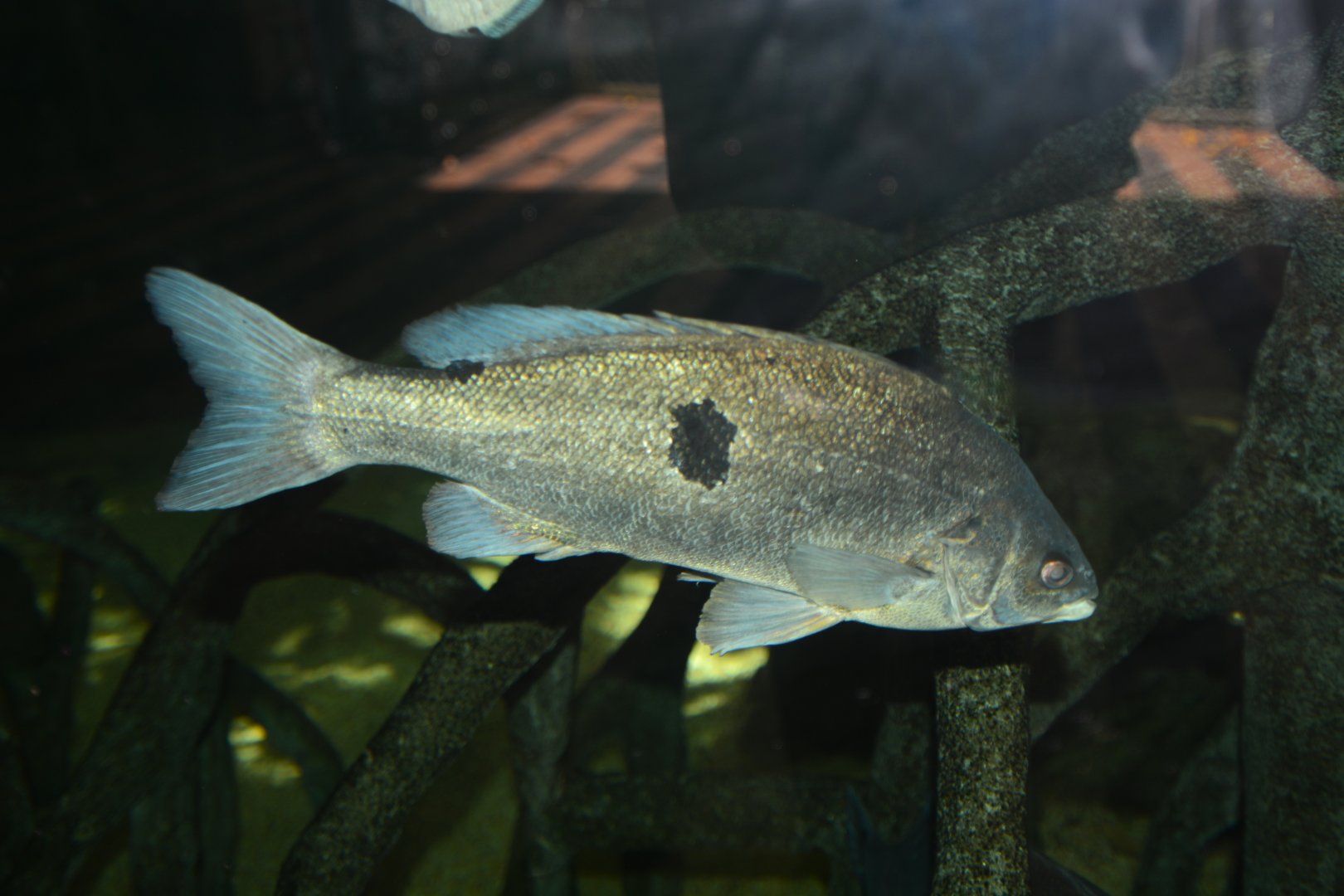 Barcoo Grunter (Scortum barcoo)