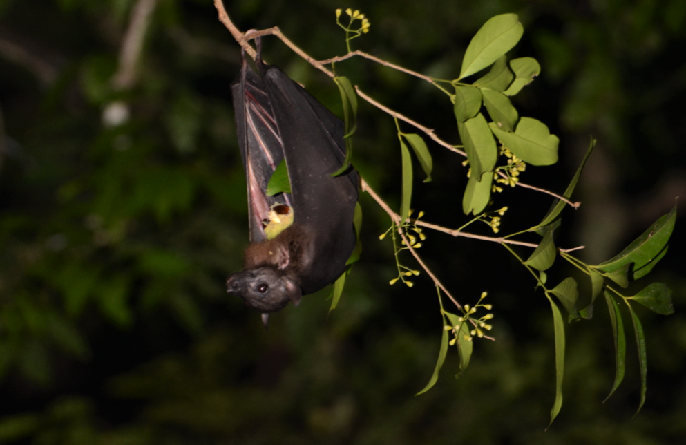 Bare-backed Fruitbat (Dobsonia moluccensis)