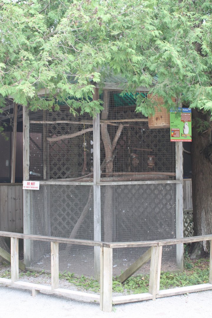 Bare eyed cockatoo exhibit