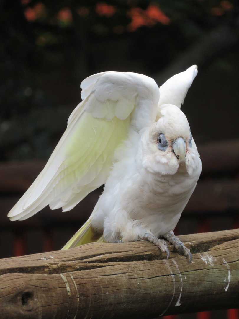 Bare-eyed Cockatoo / Little Corella (Cacatua sanguinea)