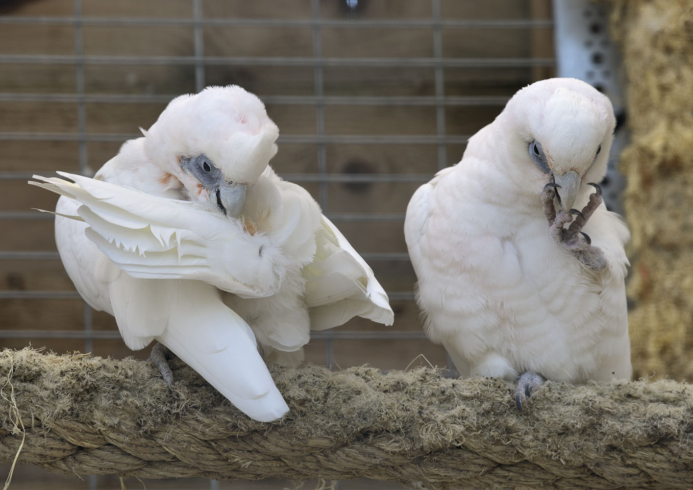 Bare-eyed cockatoo pair preening