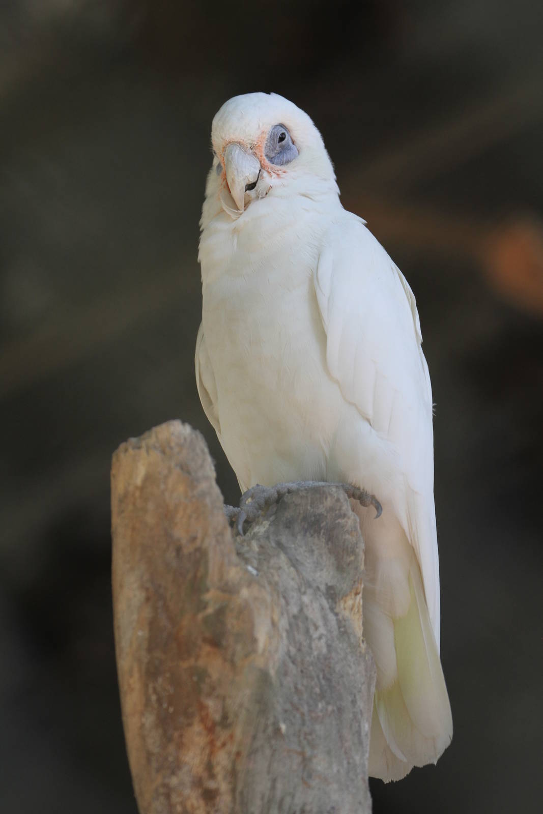 Bare-eyed Cockatoo?