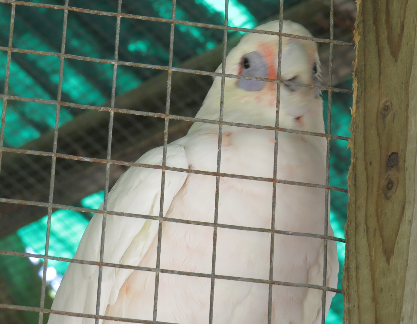 Bare-eyed cockatoo