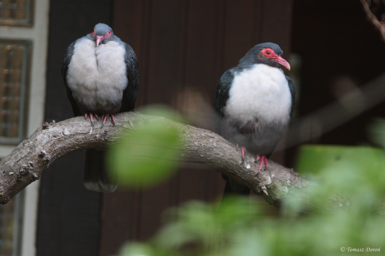 Bare-eyed Mountain-pigeons (Gymnophaps albertisii)