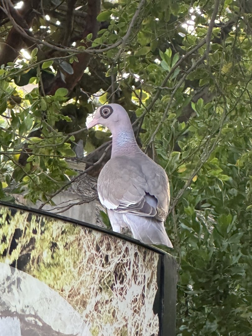 Bare-eyed pigeon (Patagioenas corensis) Wild in Aruba