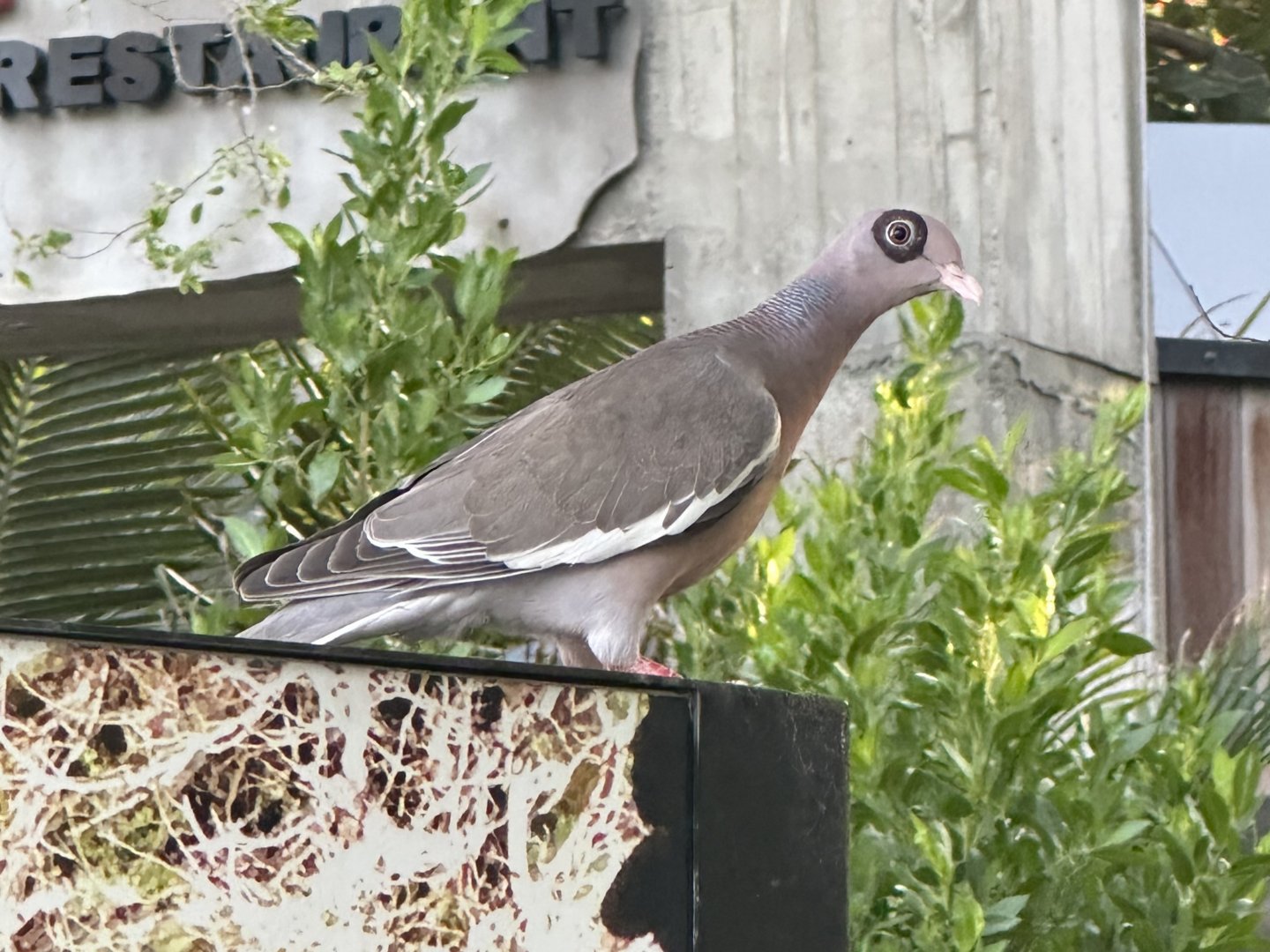 Bare-eyed pigeon (Patagioenas corensis) Wild in Aruba