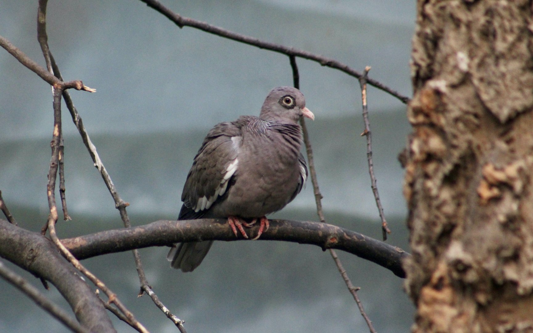 Bare-Eyed Pigeon (Patagioenas corensis)