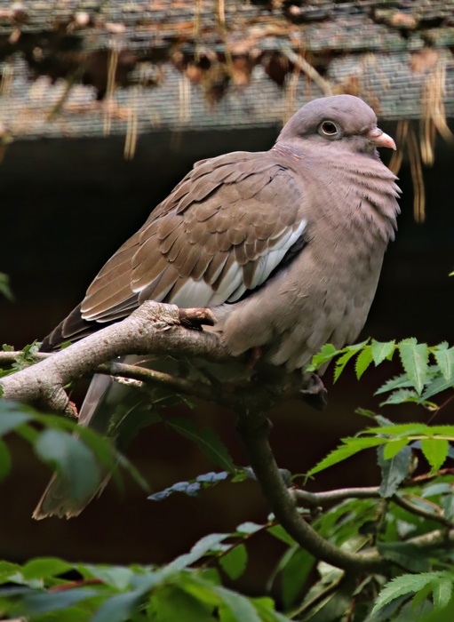 Bare-eyed pigeon (Patagioenas corensis)