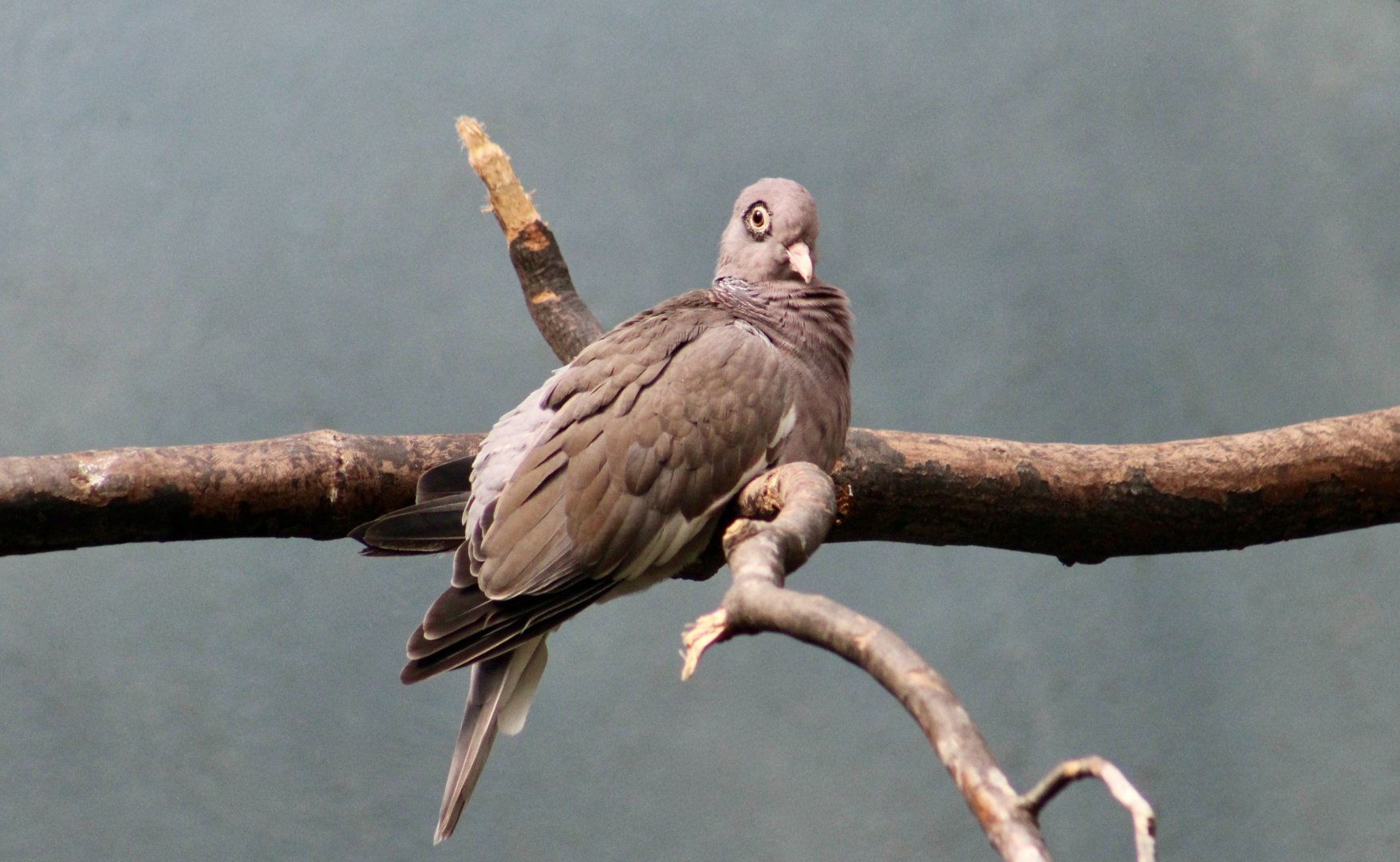 Bare-Eyed Pigeon (Patagioenas corensis)