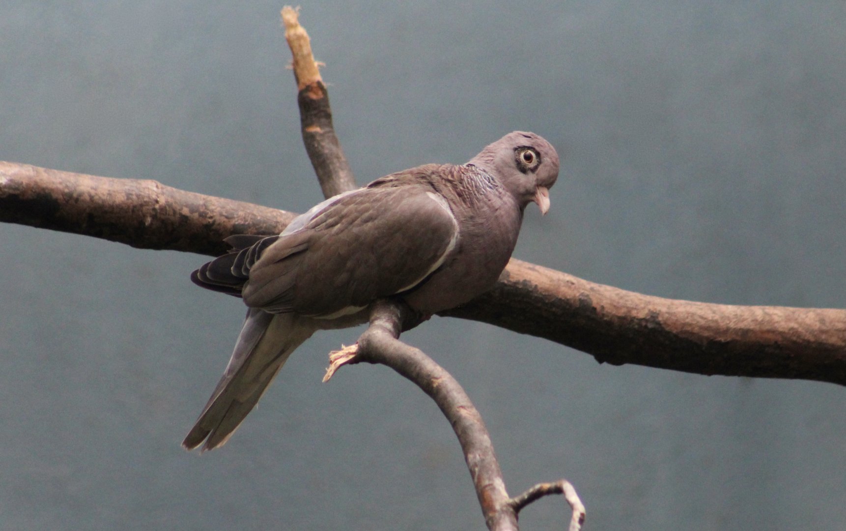 Bare-Eyed Pigeon (Patagioenas corensis)
