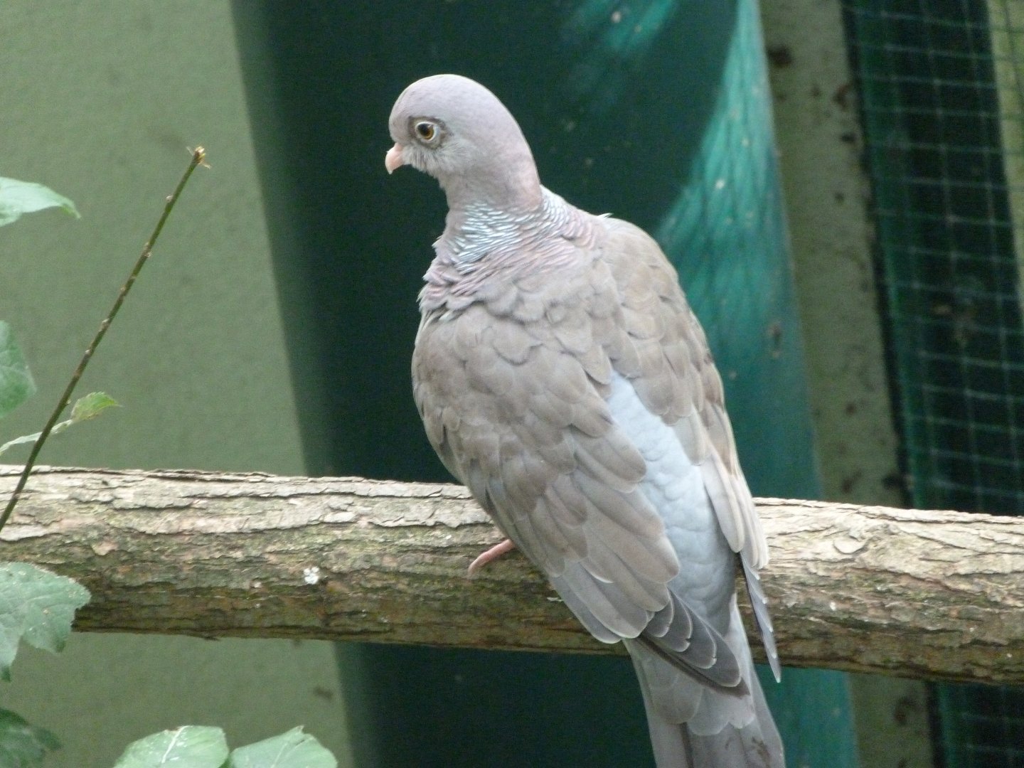 Bare-eyed pigeon -Zoo Plzeň (2025)