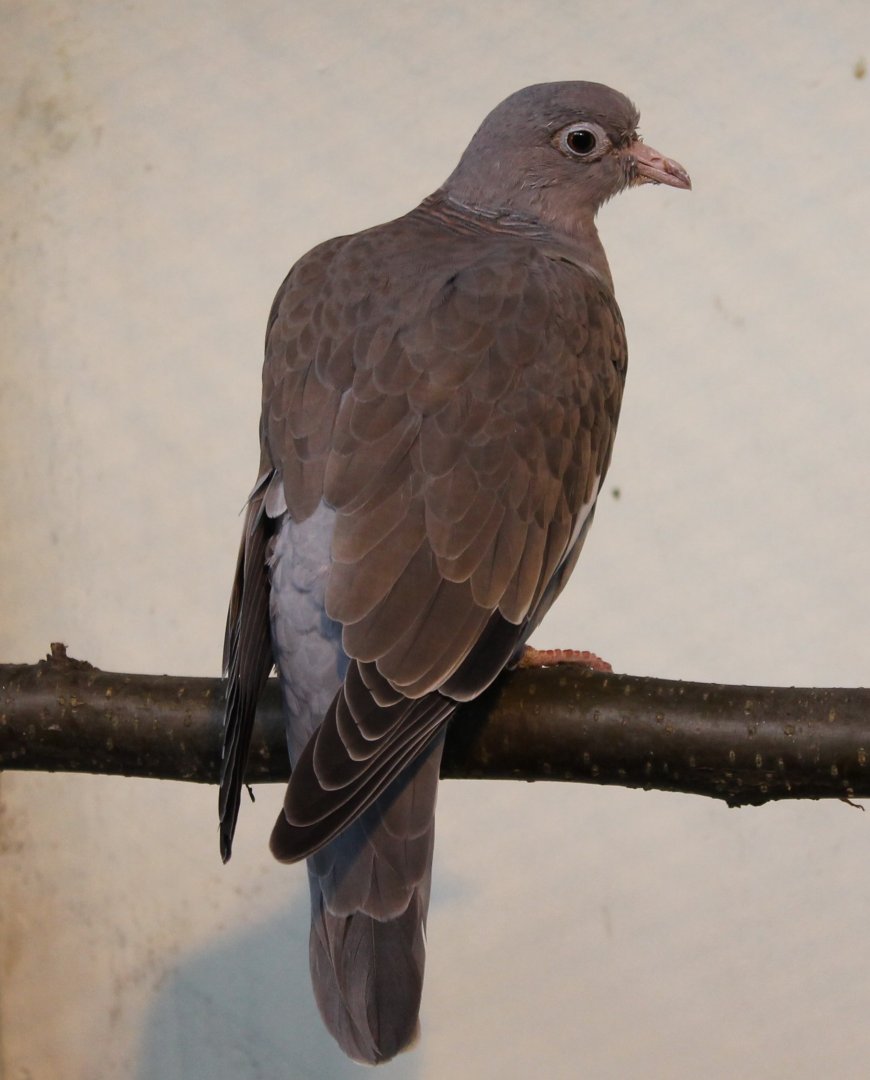 Bare-eyed pigeon