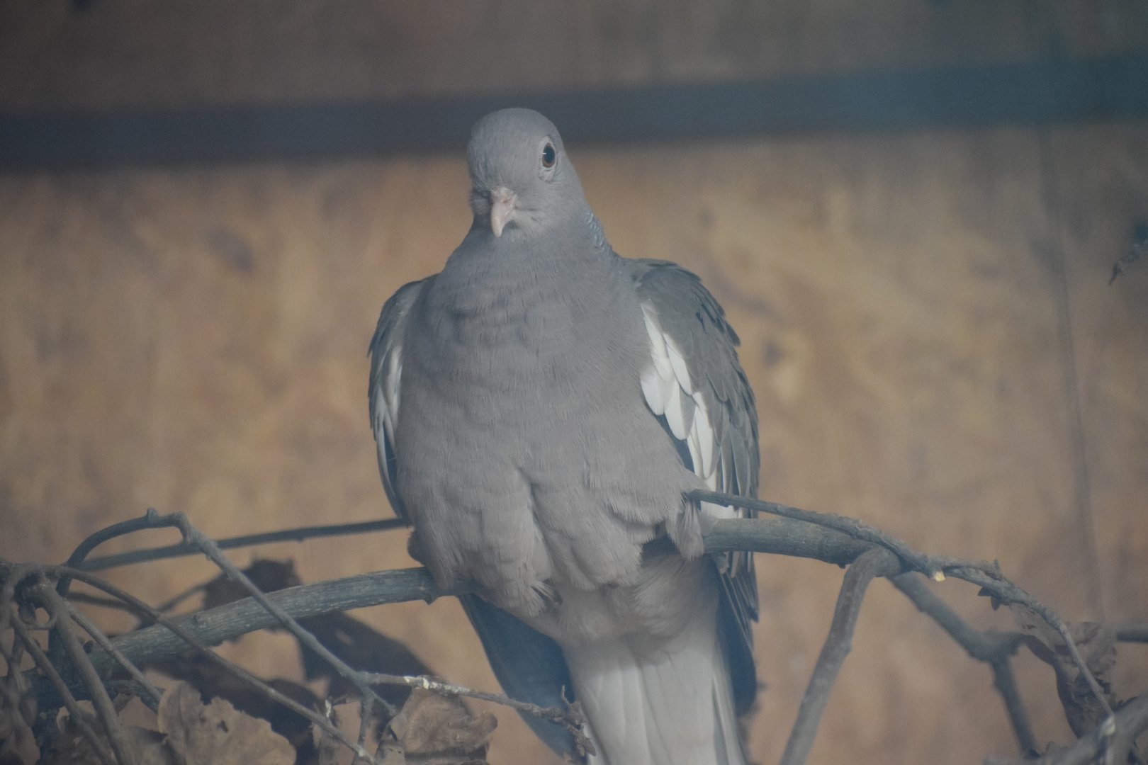 Bare-eyed pigeon