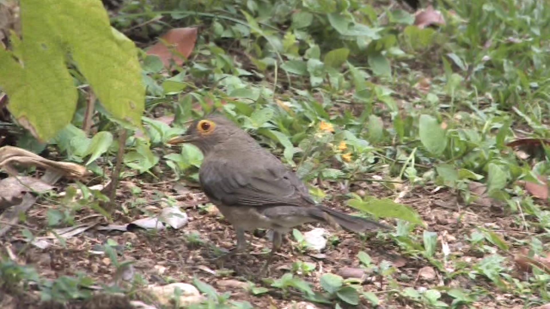 Bare-eyed thrush
