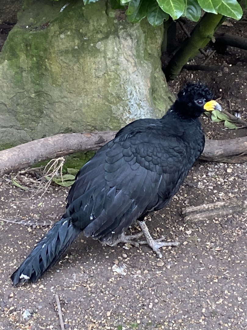 Bare-faced curassow 010323