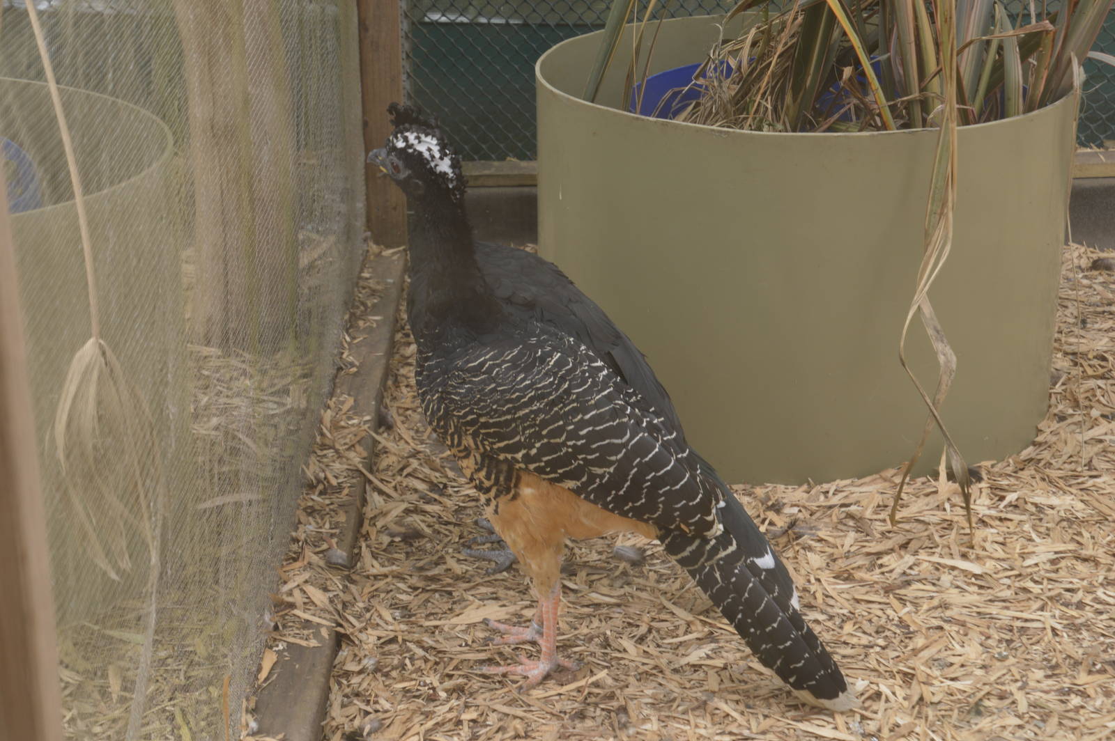 Bare-faced Curassow 050816