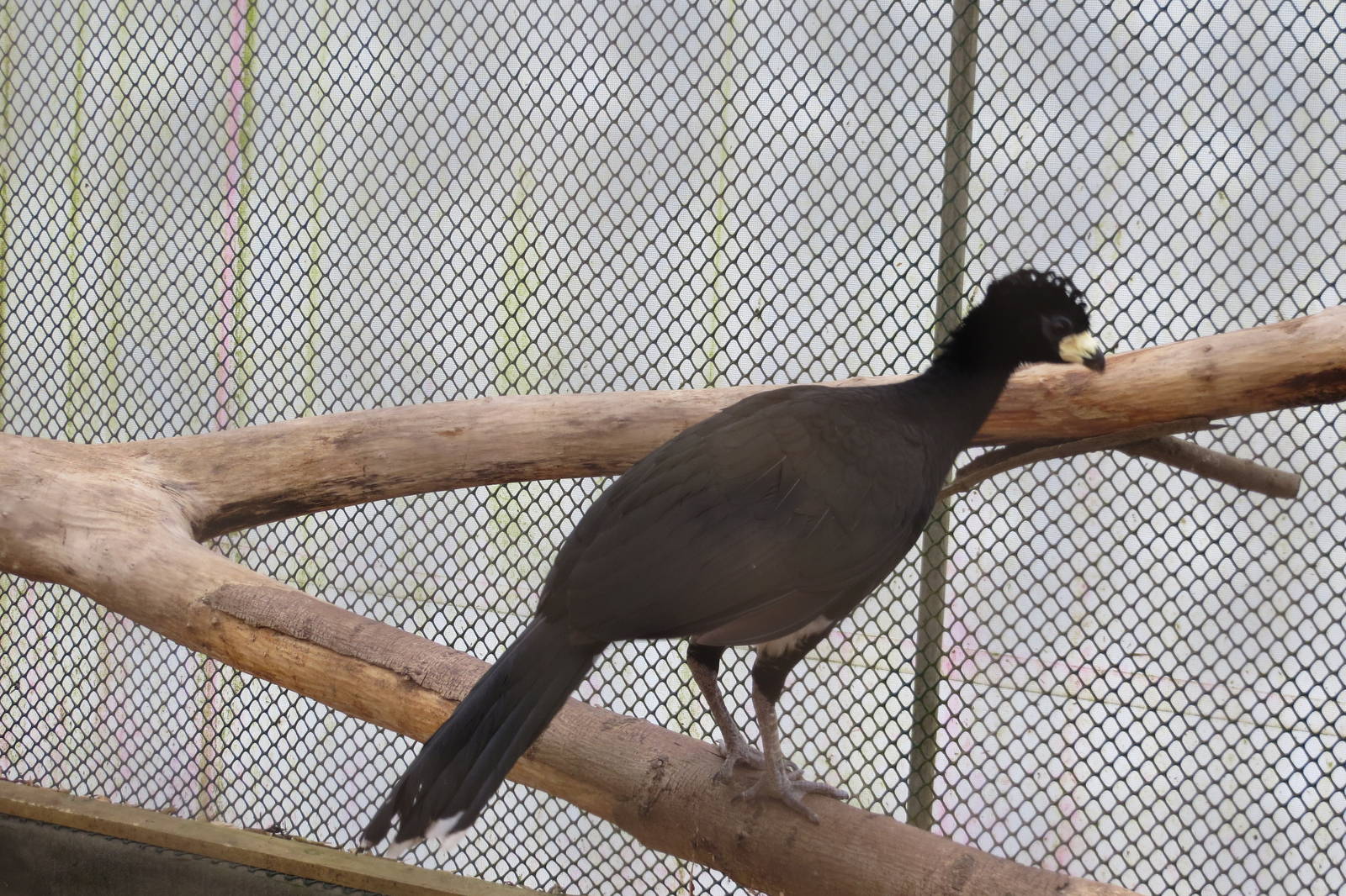 Bare-faced Curassow 070515