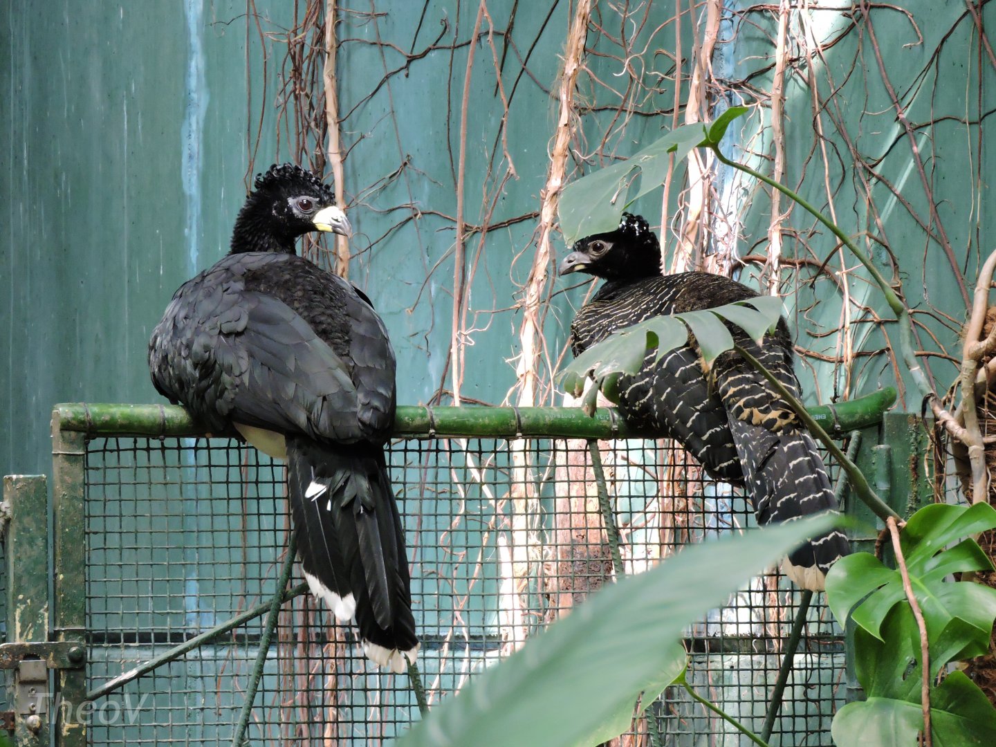 Bare-faced curassow [2015]