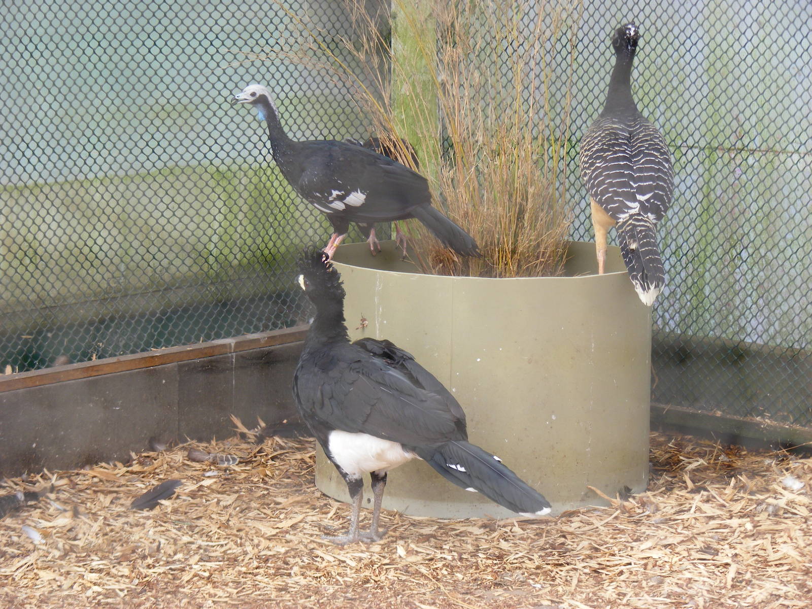 Bare-faced curassow and piping guans at Amazona Zoo, 15 September 2010