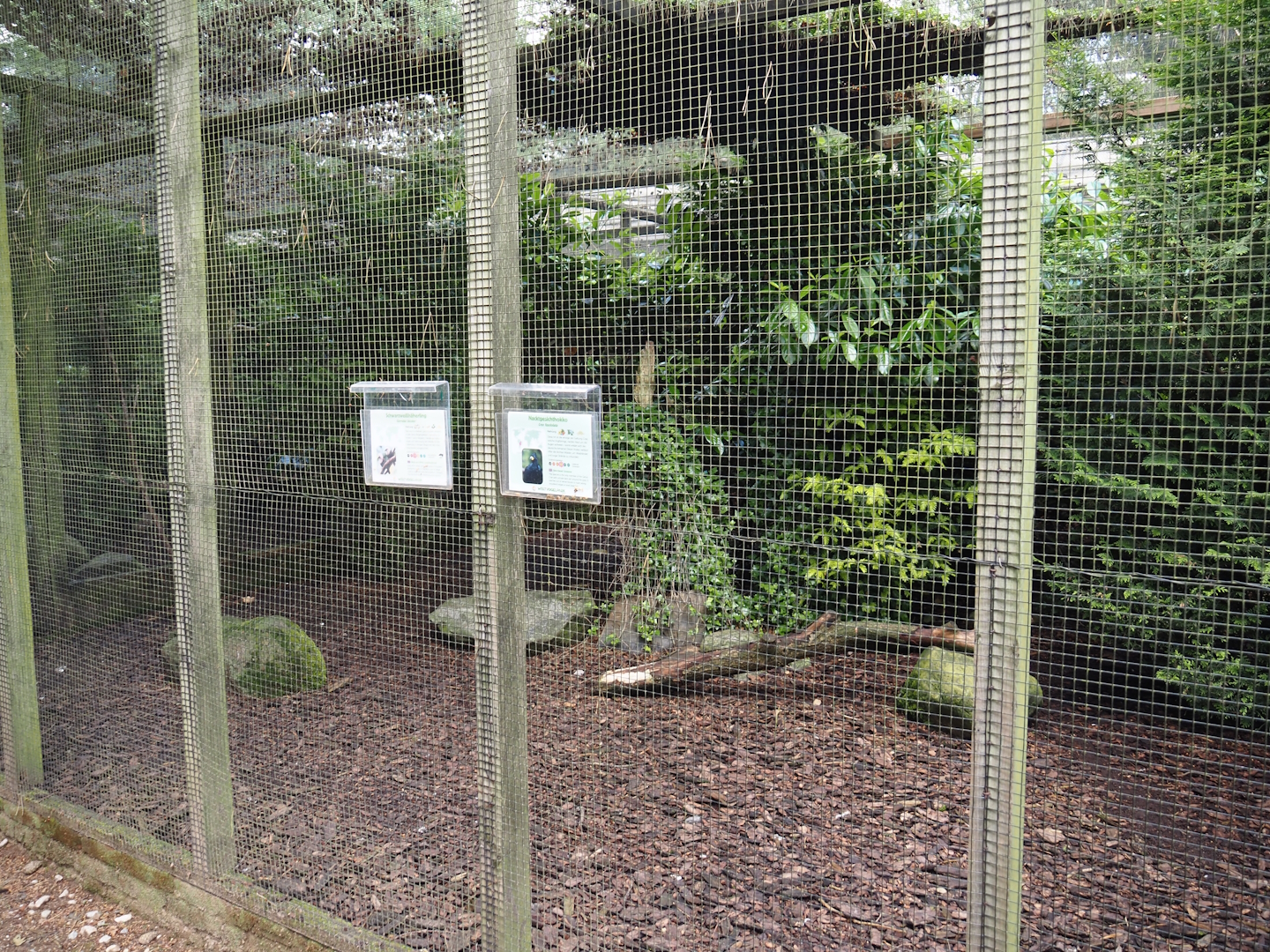 Bare-faced curassow and Sumatran laughingthrush aviary, 2024-05-23