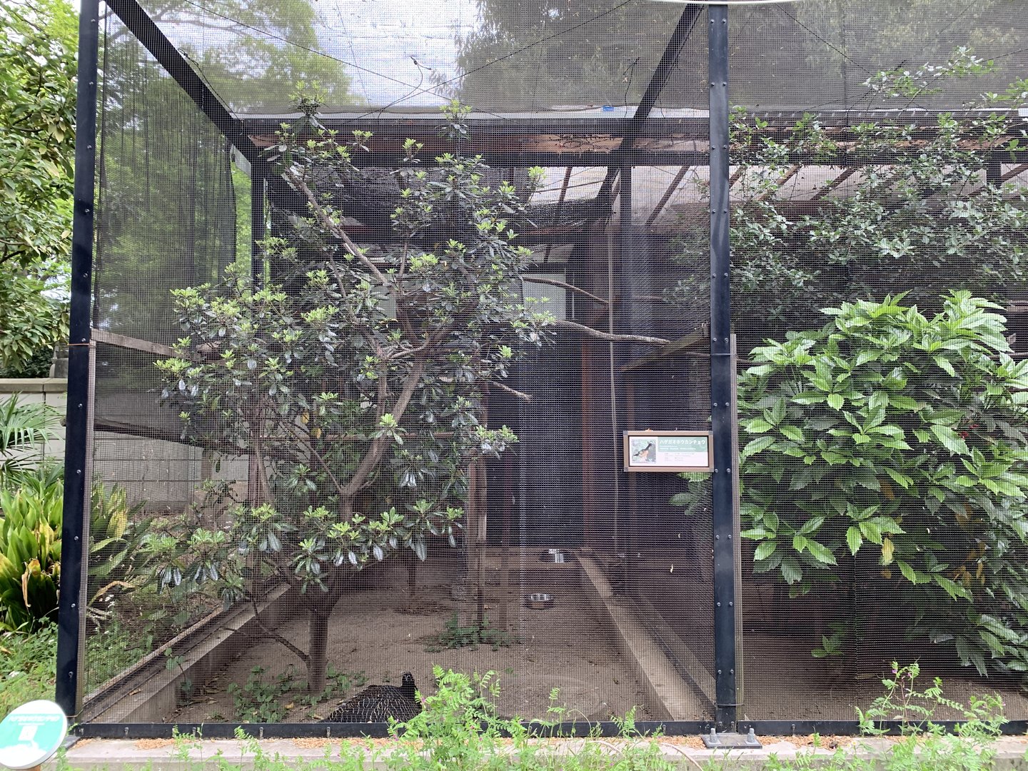 Bare-faced Curassow Aviary